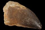 Mosasaur (Prognathodon) Tooth - Morocco #101050-1
